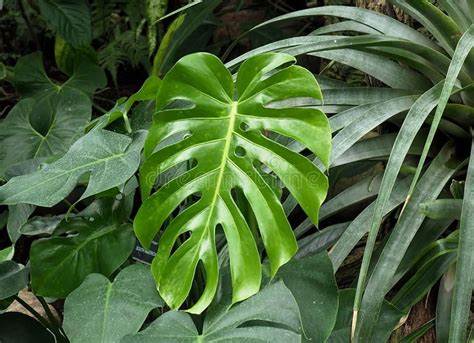 Monstera Deliciosa - Split Blatt Philodendron